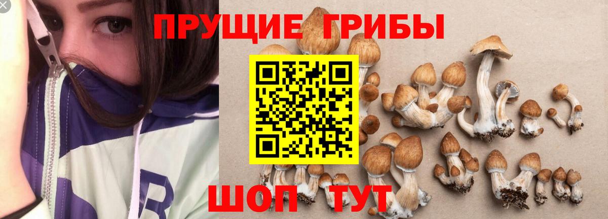 Галлюциногенные грибы Psilocybe  Вход с VPN  купить   Тулун  Псилоцибиновые грибы прущие грибы 